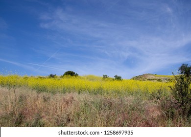 Hiking Through The Scenic Hills Of Irvine Open Ranch Space During Spring.