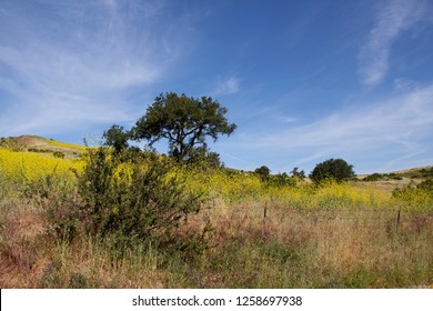 Hiking Through The Scenic Hills Of Irvine Open Ranch Space During Spring.,