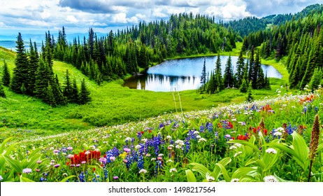 Hiking to Tod Lake through the alpine meadows filled with abundant wildflowers. On Tod Mountain at alpine village of Sun Peaks in the Shuswap Highlands of British Columbia, Canada
