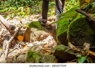 Hiking In Topical Jungle, River And Rush Topical Plants, Out Door Activity For Summer Break