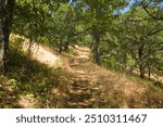 Hiking trail along the side of a hill slope in a meadow between oak trees, under stappled light. 