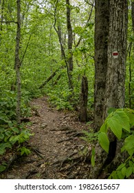 Hiking Trail In The Beautiful Berkshires, Western Massachusetts