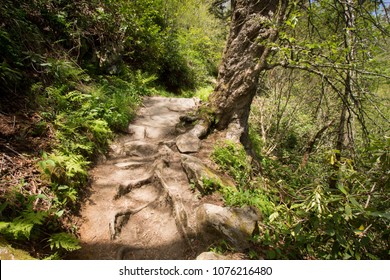 Hiking Trail Charlie's Bunion - Great Smoky Mountains National Park - Middle Earth Ent