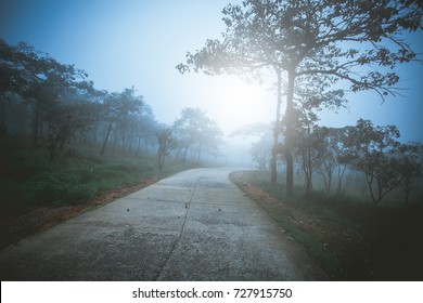 Hiking Trail And Dark With Fog In The Woods. No People Around