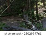 Hiking trail at Devils head