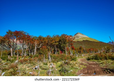 Hiking trail to the Esmeralda lake through magical colorful austral forests, peat bogs, dead trees, glacial streams and high Andes mountains in Tierra del Fuego National Park, Patagonia, Argentina - Shutterstock ID 2211723369