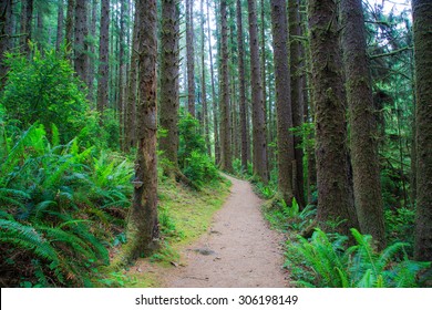 Hiking trail in Fern Canyon in the Prairie Creek Redwoods State Park in Humboldt County, California,