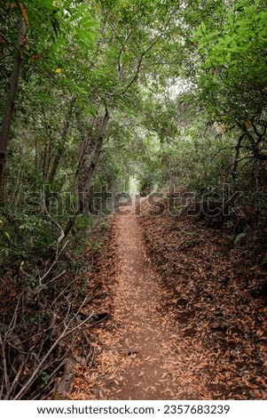 Hiking trail in Foothills Nature Preserve in Los Altos Hills, San Francisco Bay Area, Silicon Valley, California