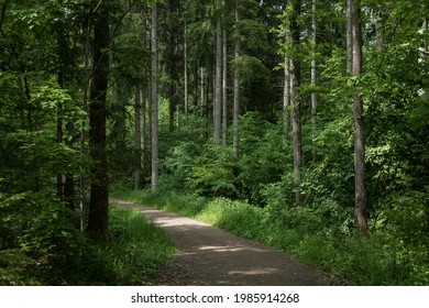 A Hiking Trail In The Schönbuch Forest