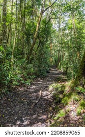 Hiking Trail In A Forest Of Kinabalu Park, Sabah, Malaysia