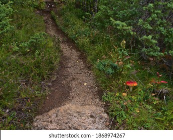 Hiking trail in forest near Digermulen, Hinnøya island, Vesterålen, Norway with green vegetation and red colored poisonous fly agaric mushroom (amanita muscaria) in late summer. 
