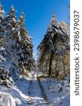 Hiking trail in the forest near Lake Lavalette in the Gorges du Lignon, under the first snows of winter