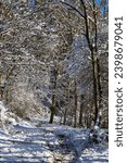 Hiking trail in the forest near Lake Lavalette in the Gorges du Lignon, under the first snows of winter