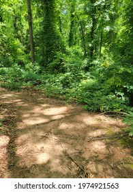 Hiking Trail, Greenery, And Pretty Scenery.