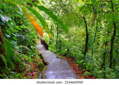 Hiking trail in Guadeloupe Caribbean island. Green rainforest in Guadeloupe National Park.