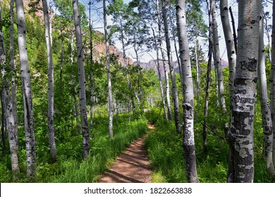 Hiking Trail to Lake Blanche forest and mountain. Wasatch Front Rocky Mountains, Twin Peaks Wilderness,  Wasatch National Forest in Big Cottonwood Canyon in Salt Lake County Utah. United States.