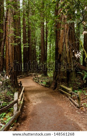 Hiking trail leads through a thick group of coastal redwood trees in Muir Woods National Monument part of Golden Gate International Biosphere Reserve