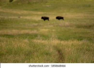 HIking Trail Leads Toward Bison Herd In Distance From Boland Ridge