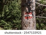 Hiking trail marking on a tree in the forest