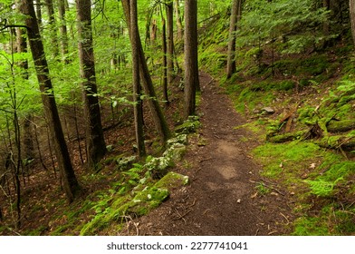 Hiking trail to Montcalm Point in the :Lake George Wild Forest Area in the Adirondack Forest Preserve in New York State Adirondack Forest Preserve, New York