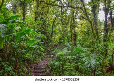 Hiking Trail At Monteverde Cloud Forest Costa Rica