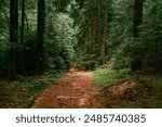 Hiking trail in the moody forest.