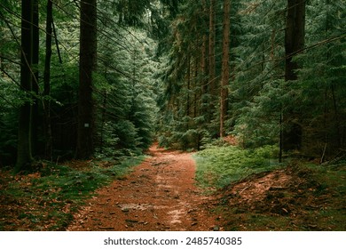 Hiking trail in the moody forest. - Powered by Shutterstock