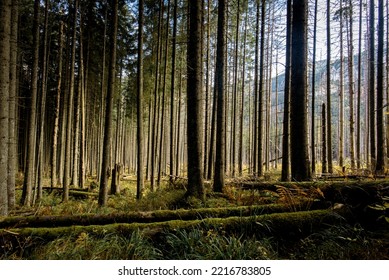 Hiking Trail To Morskie Oko Lake Near Zakopane In Poland During October In Autumn Season Is Amazing With Leaves And Lakes And Forests Is Amazing 