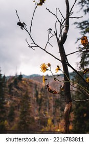 Hiking Trail To Morskie Oko Lake Near Zakopane In Poland During October In Autumn Season Is Amazing With Leaves And Lakes And Forests Is Amazing 