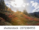 Hiking Trail of Mount Baker Mountain with Red Flowers in Hill and Warm Light and Blue Sky in Washington State USA