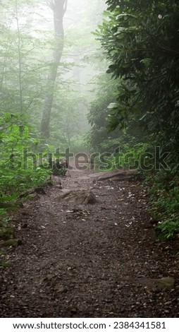 The hiking trail to the Mount Pisgah Summit is shrouded in fog in the early morning. This popular mountain trail is in the Pisgah National Forest along the Blue Ridge Parkway in North Carolina