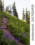 A hiking trail in Mount Rainier National Park leads up the mountainside surrounded by bright grasses and wildflowers