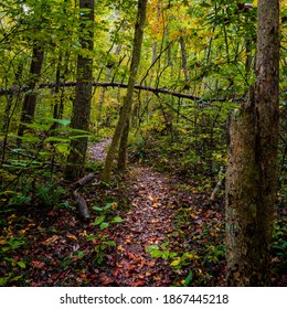 Hiking Trail In Northwest Georgia