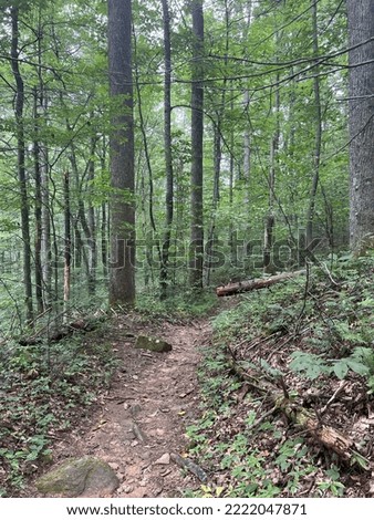 Hiking trail on Pisgah National Forest near Asheville North Carolina USA
