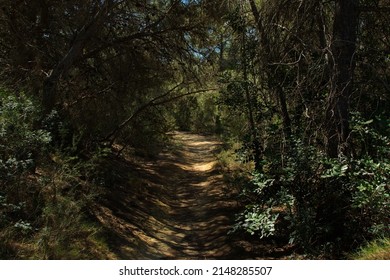 Hiking trail in Parc Natural de Turia at La Vallesa near Valencia,Spain,Europe
				