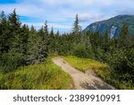 Hiking trail in a pine forest on top of Mount Roberts above Juneau, the capital city of Alaska, USA
