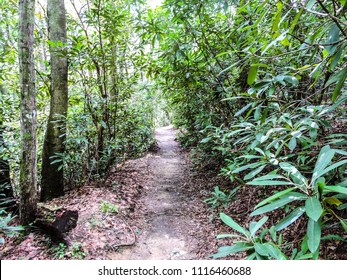 Hiking Trail Pisgah National Forest