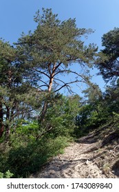 Hiking trail in Rambouillet forest - Shutterstock ID 1743089840