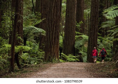 Hiking Trail In Redwood Forest Rotorua, New Zealand