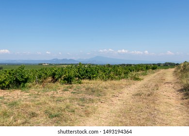 Hiking Trail In The Region Of Mont Ventoux Mountain And Dentelles De Montmirail Chain Of Mountains, Landscape Of Wine Making Region Of France, Provence, Vaucluse