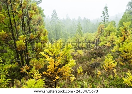 Hiking trail of Rocha do Chambre (PRC06 TER) on Terceira, Azores islands, Portugal.