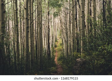 A Hiking Trail Running Through Aspen Trees In Colorado. 