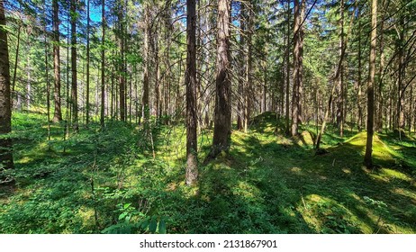 Hiking trail in spring in a green forest in natural park Dobratsch in Carinthia, Austria. Active lifestyle. Leisure activity. Morning walk.Fresh air. Breathing. Near Villach, cityscape
