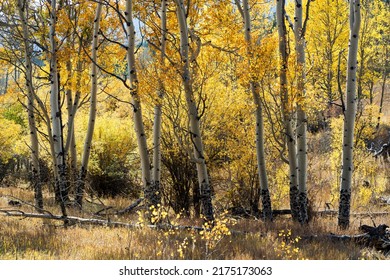 Hiking Trail Surrounded By Beautiful Aspen Trees During Fall In Colorado