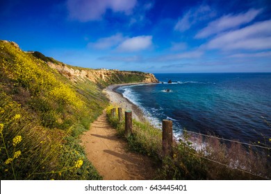 Hiking trail surrounded by beautiful yellow wildflowers with beach view during the California "Super Bloom" of 2017, Rancho Palos Verdes, California - Powered by Shutterstock