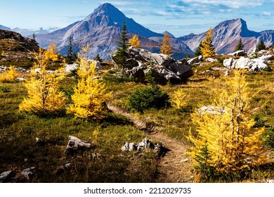 A Hiking Trail Through Autumn Larch Trees In Fall Colours Near Ptarmigan Cirque In The Alberta Canadian Rockies