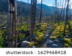 A hiking trail through burned trees in the Custer National Forest, Montana, USA