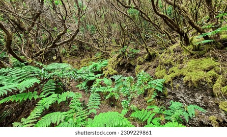 Hiking trail through enchanted ancient laurel sub tropical forest in the Anaga mountain range on Tenerife, Canary Islands, Spain, Europe, EU. Dense diversified fauna. Path overgrown with moss and fern