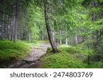 Hiking trail through a forest in Austria