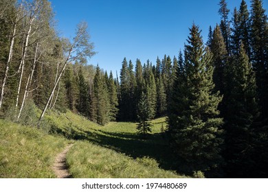 Hiking Trail Through The Forest, Lizard Head Wilderness, Colorado